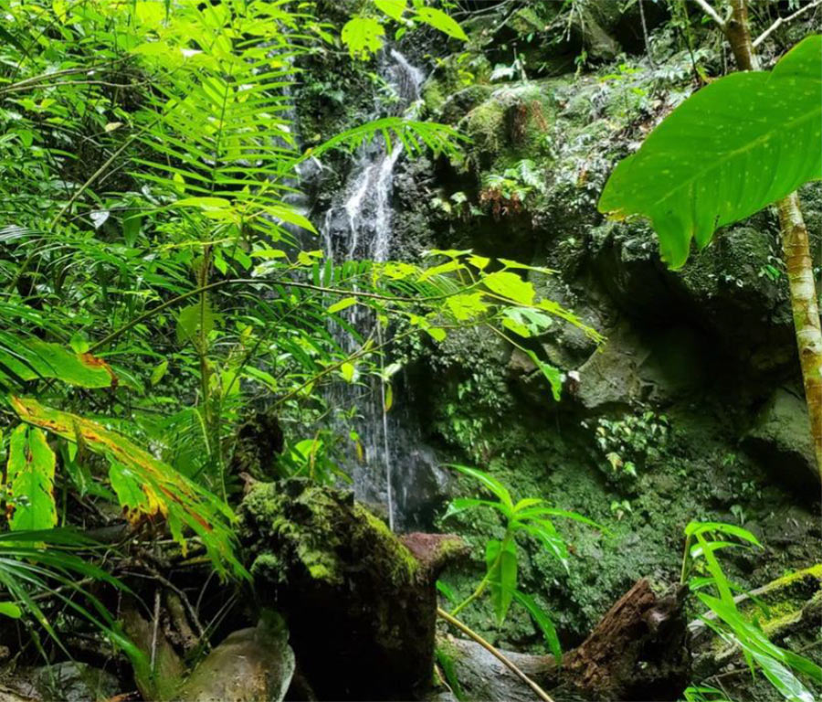 workshops4 Classifying forest and woodland ecosystems ... | EURAGRI workshops4 Classifying forest and woodland ecosystems ... | EURAGRI